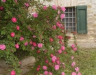 Pink flowers