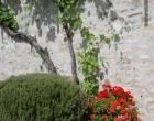 Flower and wall